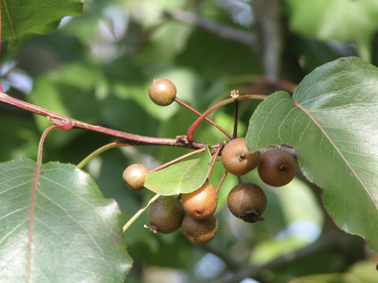 pyrus calleryana fruit