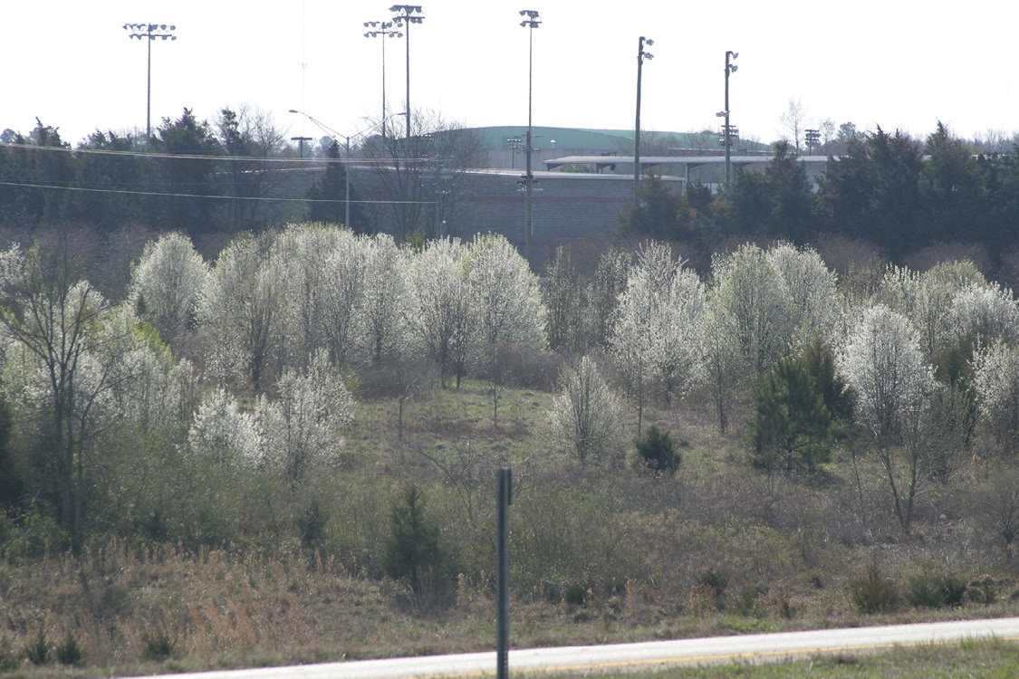 A wide-frame view of a number of escaped callery pear trees.