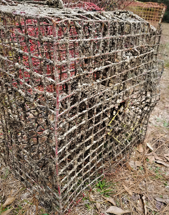 A metal trap covered in barnacles and algae.