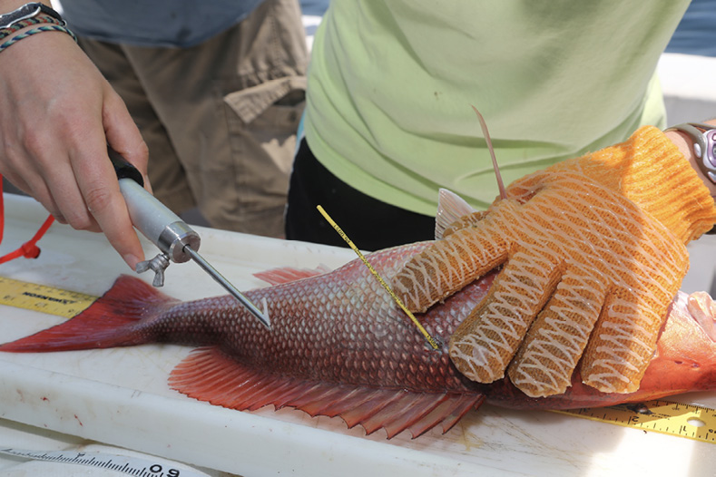Person on a fishing vessel uses a tool to apply a yellow tag to a red snapper.