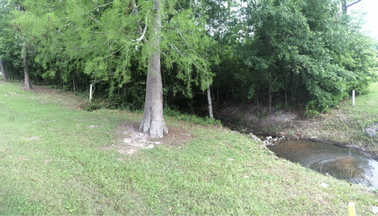 Trees and brush along a water-filled ditch on a golf course.