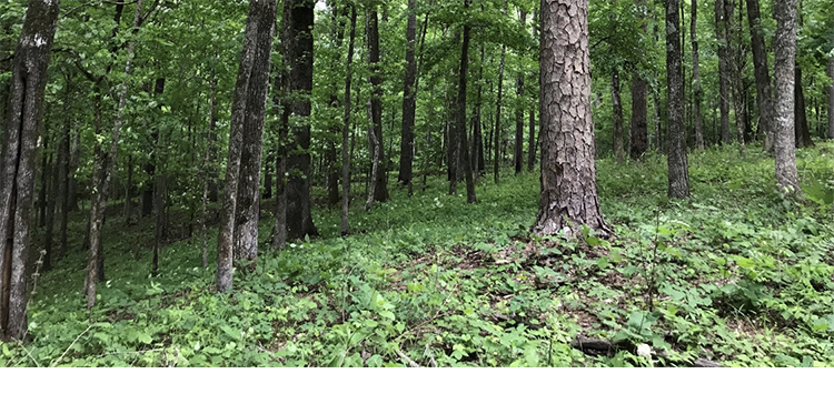 A forest floor grows lush after a prescribed fire. 