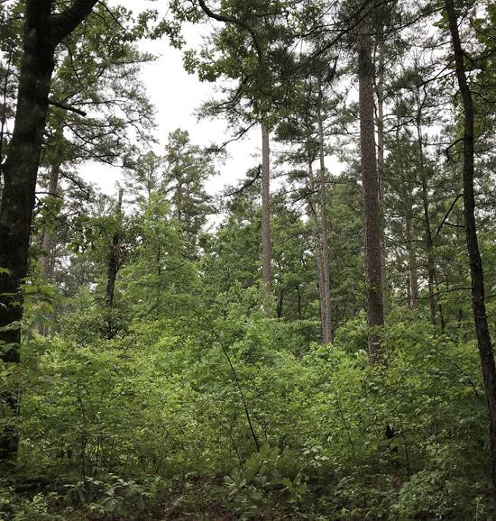 A large green bush grows under a pine canopy.