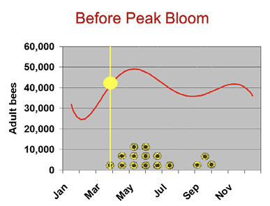 A graph showing that, in late March to early April, before peak bloom, a hive has about 41,000 adult bees.