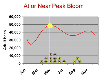 A graph showing that, in early May, at or near peak bloom, a hive has about 49,000 adult bees.