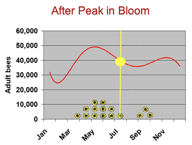 A graph showing that, in mid-July, after peak bloom, a hive has about 40,000 adult bees.