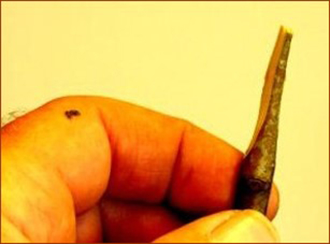 A person's hand holding a stem that has been cut into a wedge shape.