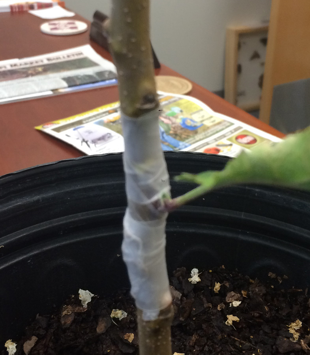 The plant trunk and newly grafted stem are wrapped with tape.