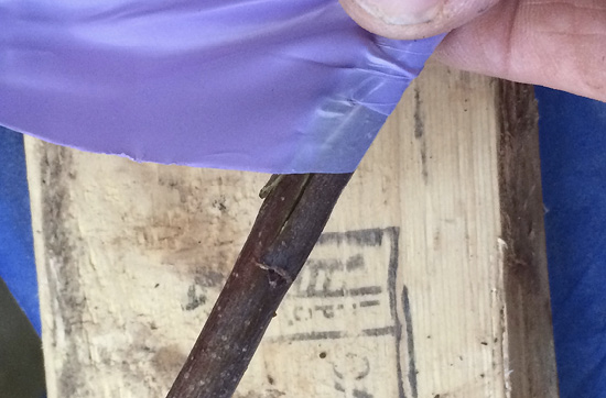 A person's hand holding the stems at the graft location and wrapping purple film around to hold the pieces in place.