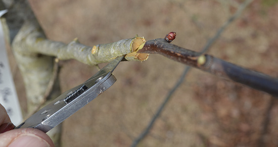 A person holds a cutting tool in a stem's cut end to hold it open while inserting a new limb into the opening.