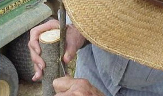 A person holds a freshly cut branch in one hand and the stem to be inserted in the other. The person is using the scion stem to measure appropriately sized cuts in the larger branch.