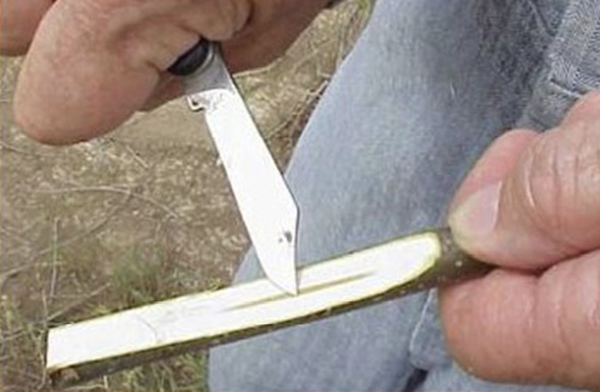 A person's hands hold a piece of wood and a cutting tool. The stem has a smooth cut to the core.