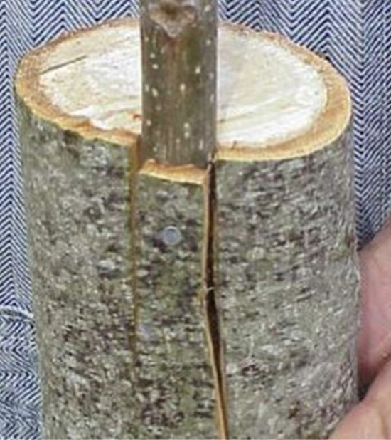 A finished bark graft shows the new scion branch secured by a small nail in the cut made in the larger branch.