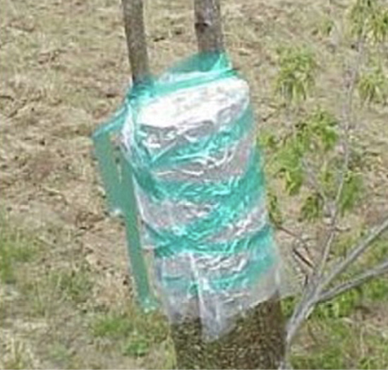 A larger branch with two smaller scion branches coming out of the top. The branch is wrapped with aluminum foil, plastic, and grafting tape.