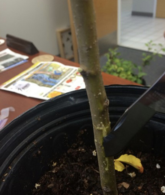 The trunk of a potted plant with a cutting tool inserted to the wood layer.