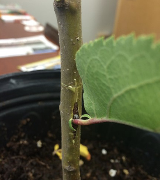 The potted plant's trunk with a stem inserted into the T-cut. The new stem has a leaf.