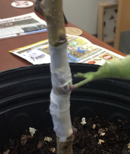 The plant trunk and newly grafted stem are wrapped with tape.