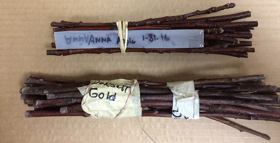 Two bundles of stems, one wrapped with a rubber band and one wrapped with tape. Both have labels with their variety names written on them.