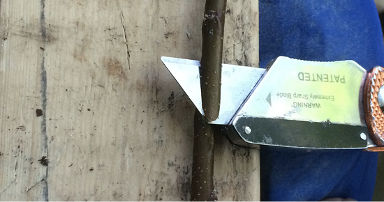 A box cutter blade making a diagonal cut on a stem.