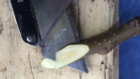 A box cutter blade cutting one-third of the way into a stem's diagonally-cut end.