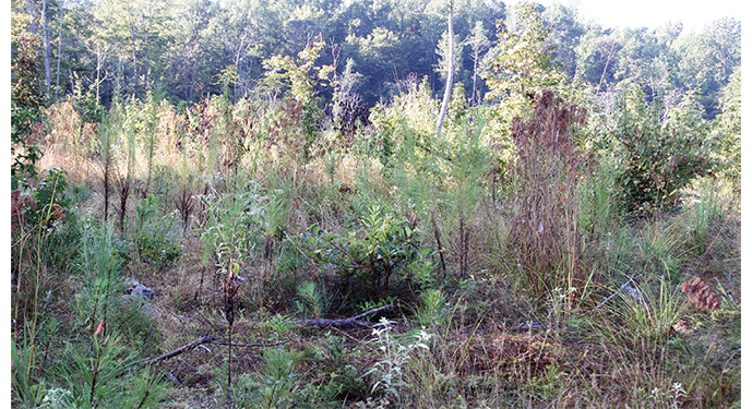 Vegetation growing in an area cleared of trees.