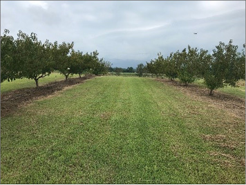 A wide lane of green grass running between two rows of fruit trees.