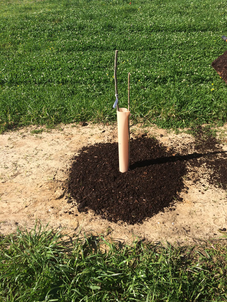 A freshly mulched tree in a row. The very small tree trunk has a protective covering.