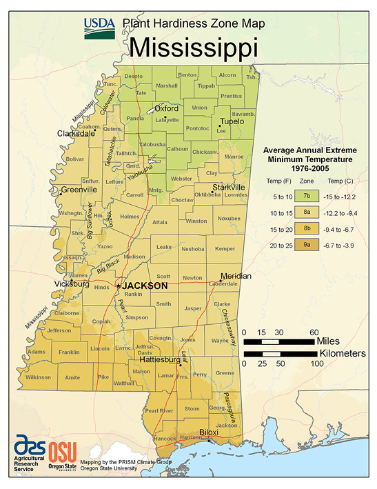 Mississippi cold-hardiness zones range from 7b in north Mississippi to 9a on the coast.