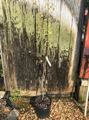 A potted tree on a bed of rocks in front of a weathered-wood wall.