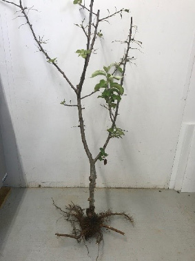 A small tree with bare roots in front of a white wall.