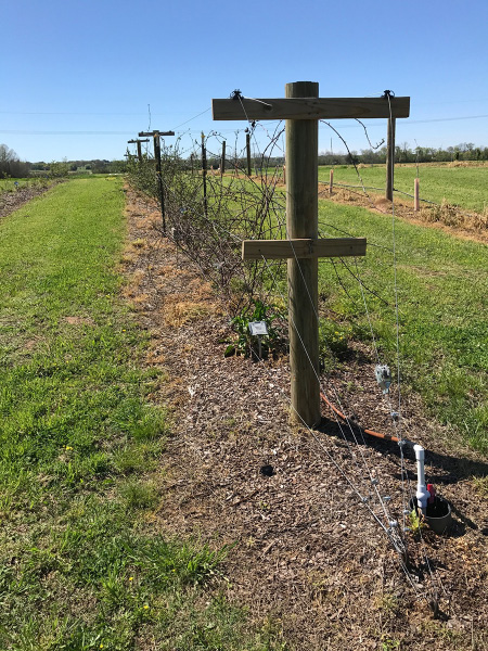 A row of wooden posts with one large cross post at the top and a smaller cross post in the middle. Wires run through the cross posts. Woody blackberry stems grow up onto the wires. An irrigation line runs along the row.