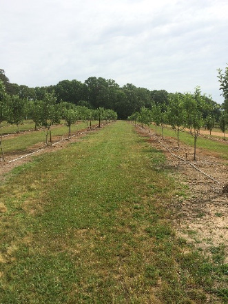 Two rows of five apple trees each separated by a grassy area.