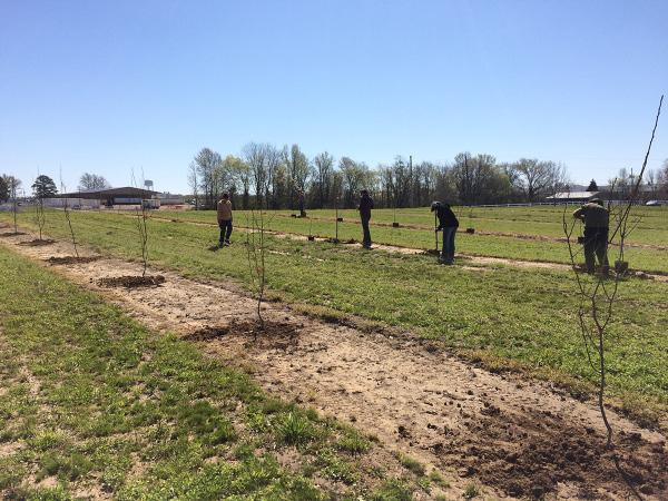 Several rows of freshly planted small trees. Workers are planting more trees in the background.