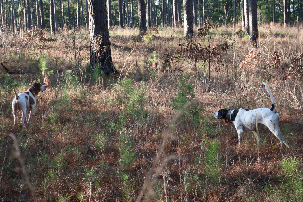 Establishing a Hunting Lease on Your Land: Legal Considerations for  Wildlife-Related Recreation | Mississippi State University Extension Service