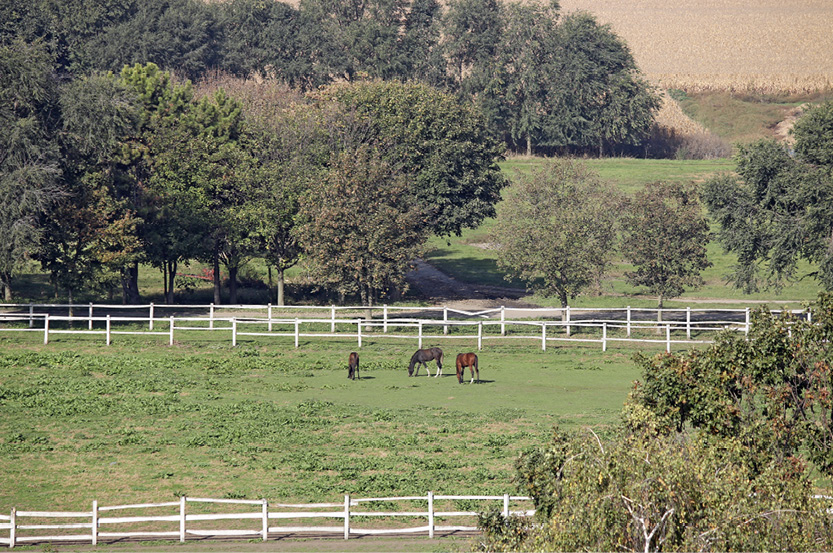 Three horses graze in a fenced pasture. The area where the horses are grazing has short grass, and other areas have taller grass.