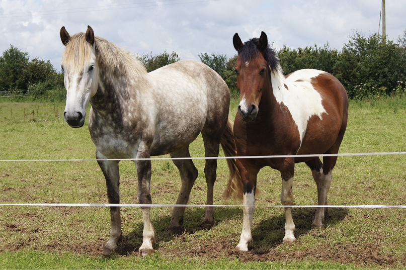 Two horses standing at a pasture fence.