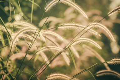 Foxtail grass stems with long, narrow, fuzzy ends.