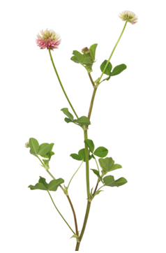 Alsike clover plant with green leaves and two small flowers, one pink and white and one only white.