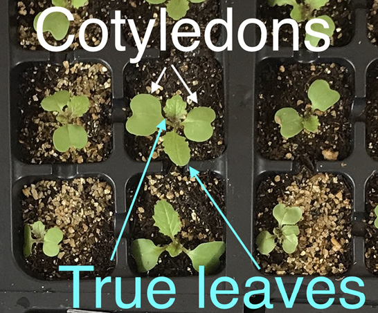 A plastic seeding tray with potting media and seedlings. Leaves are labeled as cotyledons and true leaves. The cotyledons are about twice the size of the true leaves and are heart-shaped. The true leaves are oval-shaped with uneven edges.