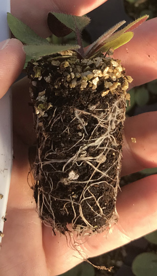 A person's hand holding a transplant that has been removed from its seeding tray. The roots are white and growing around the potting media, holding it in place.