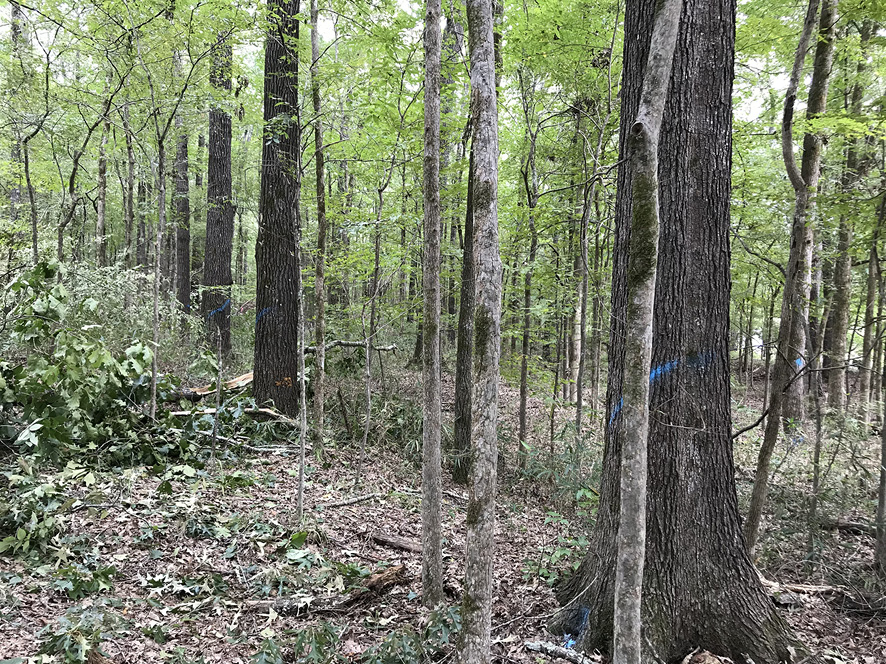 A hardwood forest with some large and some small trees. Most of the large trees are marked with blue paint, while the smaller trees are not marked.