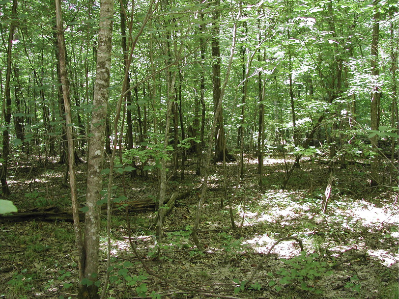 A mostly shaded forest with many trees, both small and large.