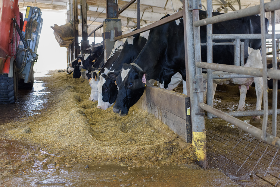 Black and white dairy cows eating feed in metal stall in a barn. Red machinery is positioned across from the stall.