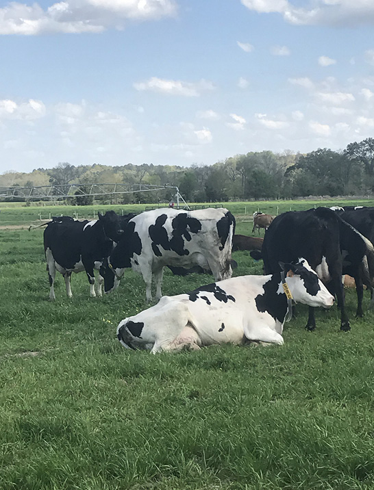 A group of black and white cows in a green pasture. One cow is lying on the grass, while the others are standing.