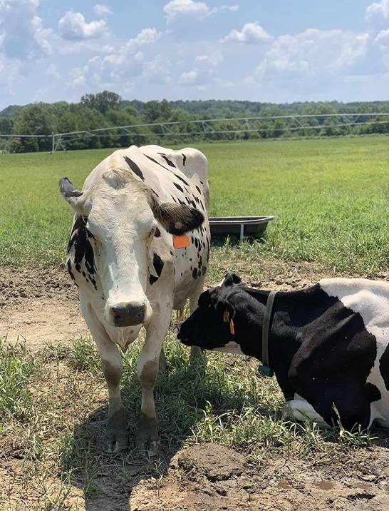 A standing cow with a string of drool hanging from its mouth. Another cow lies next to it.