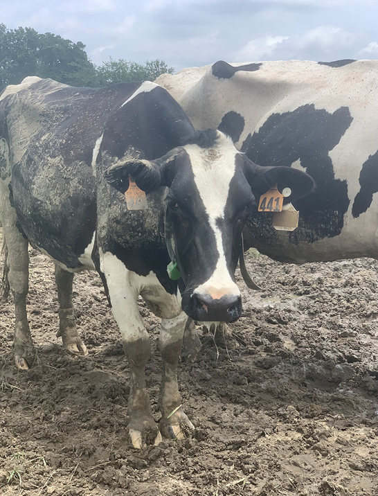 A muddy cow with drool coming from its mouth and holding its head low.