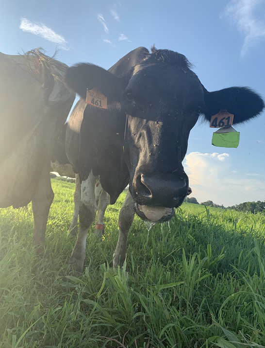 A cow with its mouth open and tongue out, with its head held low.