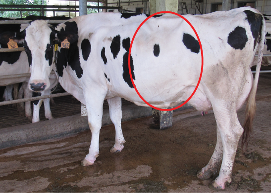 A white and black dairy cow with a red circle indicating her flank area.
