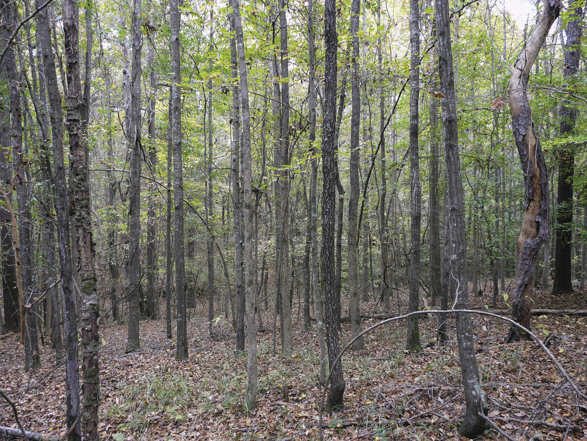 A forest of small, young oak trees.