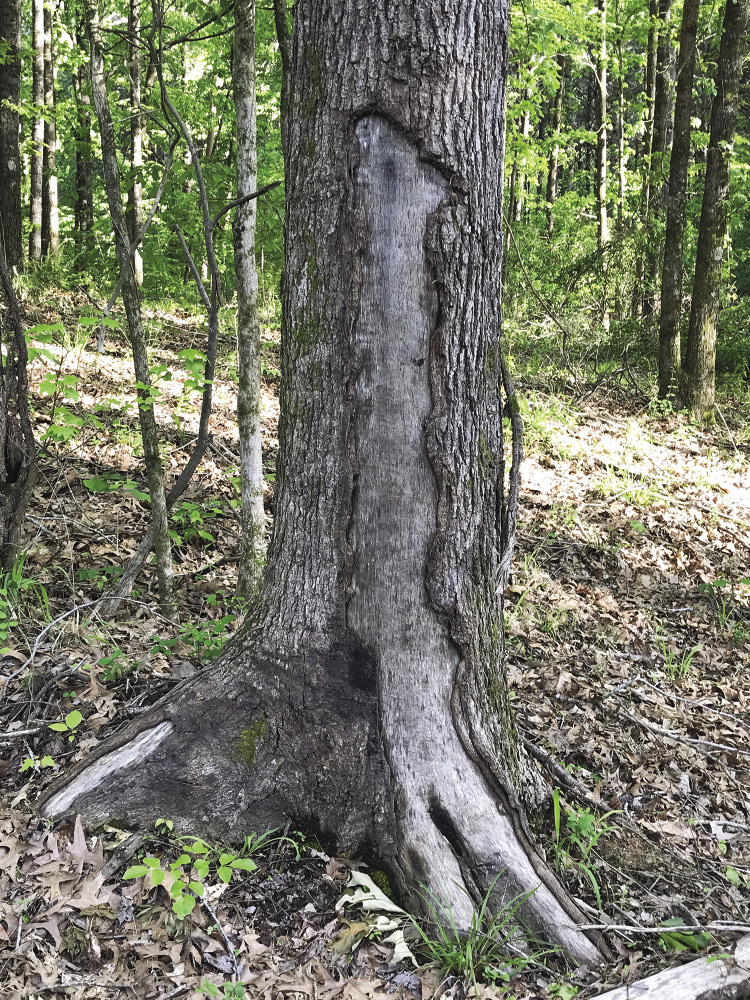 A tree shows signs of an old wound where bark was knocked off during a thinning operation.